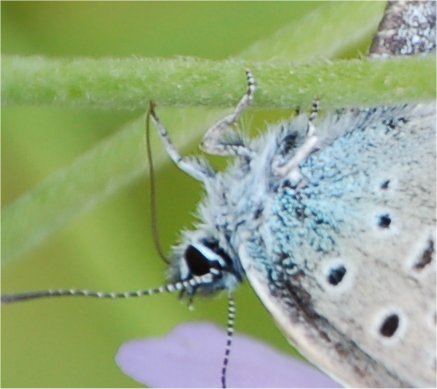 Ci provo: Plebejus idas